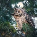 How can one safely rescue an injured owl without causing further harm?