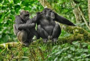 How do monkey rescues address the illegal pet trade?