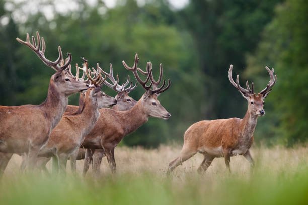 Can I legally rescue and care for an injured deer on my own?