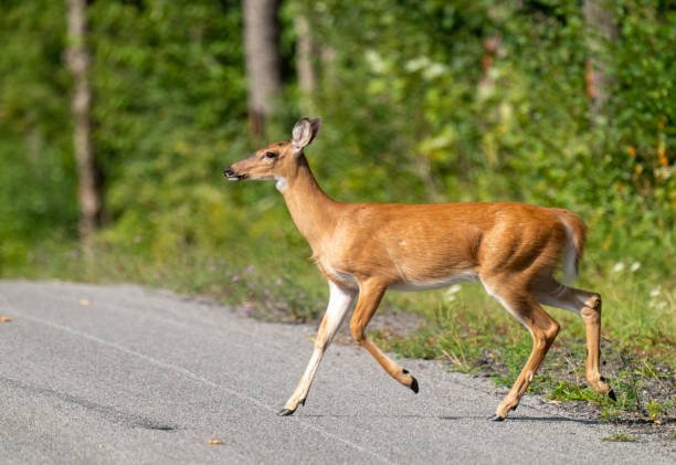 Which tools and equipment are essential for a successful deer rescue?
