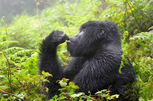 Why do gorillas face threats that require rescue and conservation efforts?