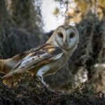 Why are owl rescues crucial for the conservation of these birds?