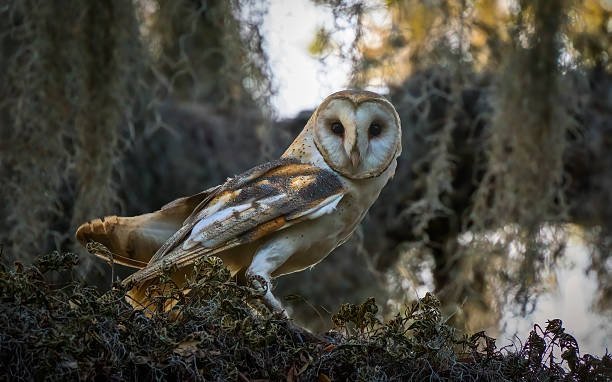 Why are owl rescues crucial for the conservation of these birds?